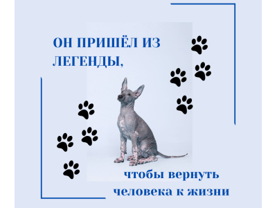 После 7 октября - история о человеке, собаке и стране