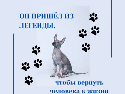 После 7 октября - история о человеке, собаке и стране
