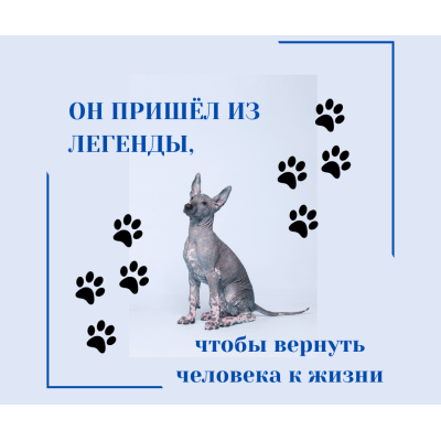 После 7 октября - история о человеке, собаке и стране