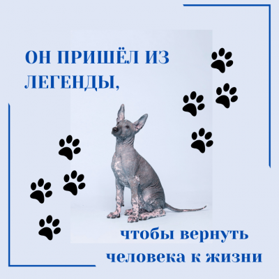 После 7 октября - история о человеке, собаке и стране