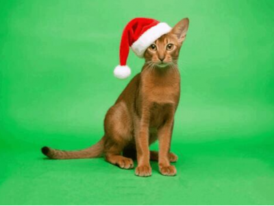 Международная выставка кошек WCF — Холон