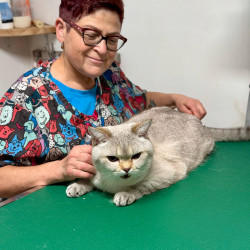 12.Подстричь когти коту, маникюр кошки в Реховоте