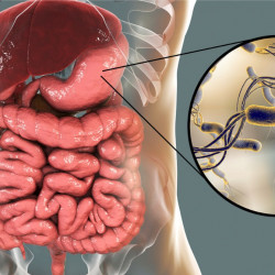 16.Очищение и детокс антипаразитарная поддержка