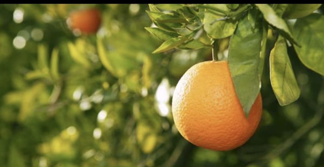 Фото Почему Новый год деревьев в Израиле - это праздник про нас – Блог SarafanPro